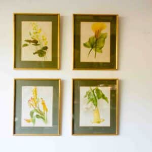 Botanical prints